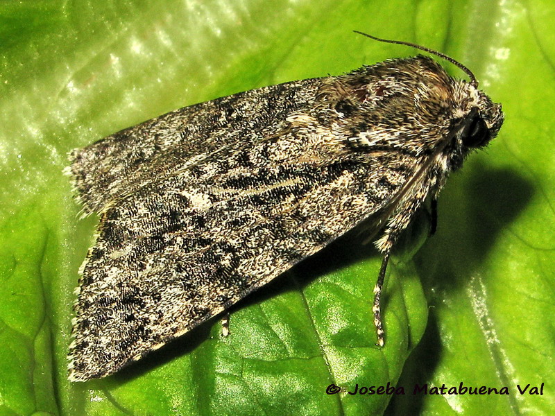 Acronicta (Viminia) rumicis - Noctuidae